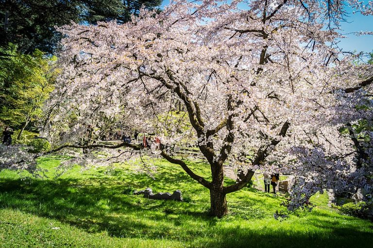 Cherry_Blossom_Tree_photographer Mohamed Fourali wikimedia commons ...