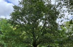 Image of oak tree, on Southfield Recreation Ground