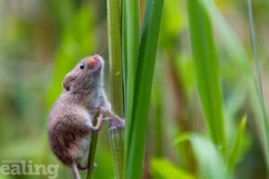 harvest  mouse on grass stem