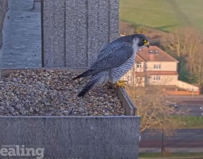 Peregrine in nest at Ealing Hospital