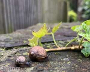 mum and baby snails on concrete path in a garden