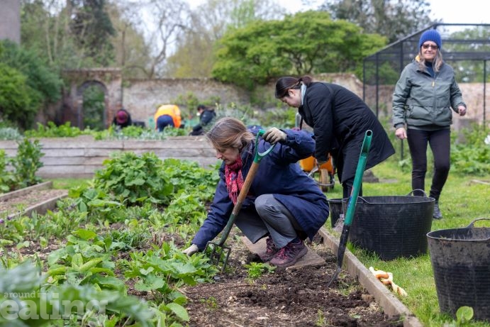 2 women bending down to tend to a garden bed in Walpole Park, using garden forks