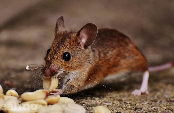 Brown mouse eating a peanut, businesses to look out for poor pest control services