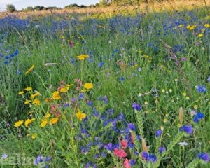 wildflowers in Elthorne Park