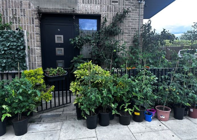 A collection of mid-sized black plant pots with various plants