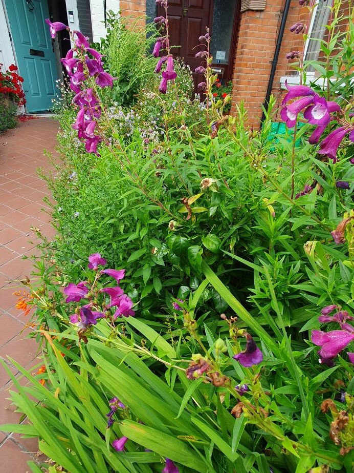 A small front garden with purple penstemon flowers.