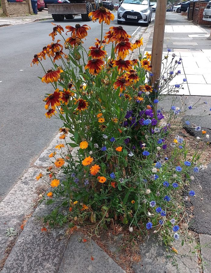 A pavement garden with various flowers.