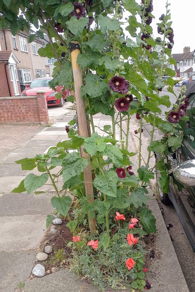 A pavement tree with hollyhock flower. 