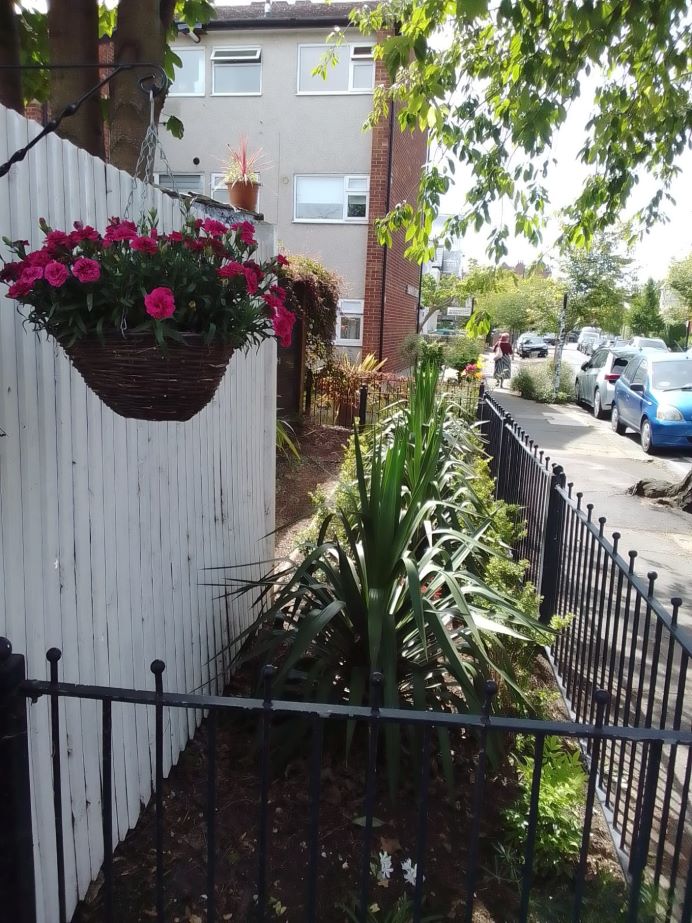 A narrow garden with small bushes and a hanging basket.