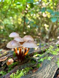 mushrooms in Perivale Wood