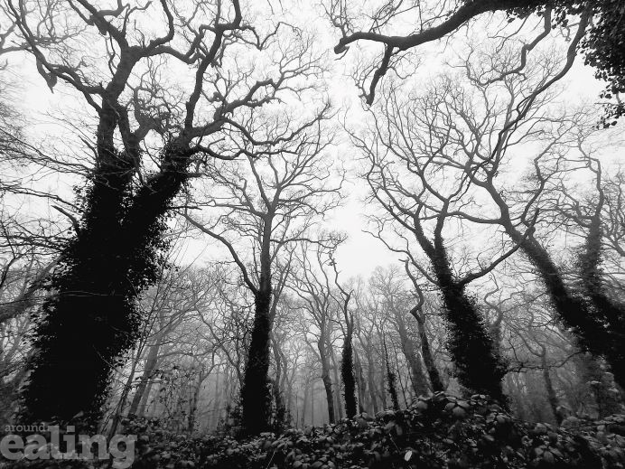 eerie trees in woods